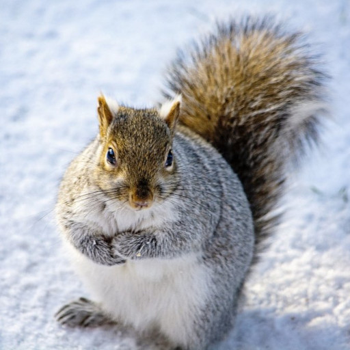 Hereinspaziert! Entdecke die Energie- und Umweltstation. Schwerpunktthema: Eiskalt! Tiere im Winter.