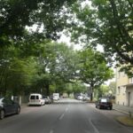 BauLust kontrovers: „Bäume in der Stadt“