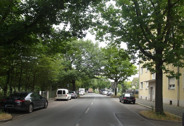 BauLust kontrovers: „Bäume in der Stadt“