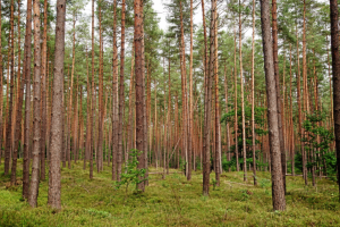 Wie unsere Wälder fit für die Zukunft werden