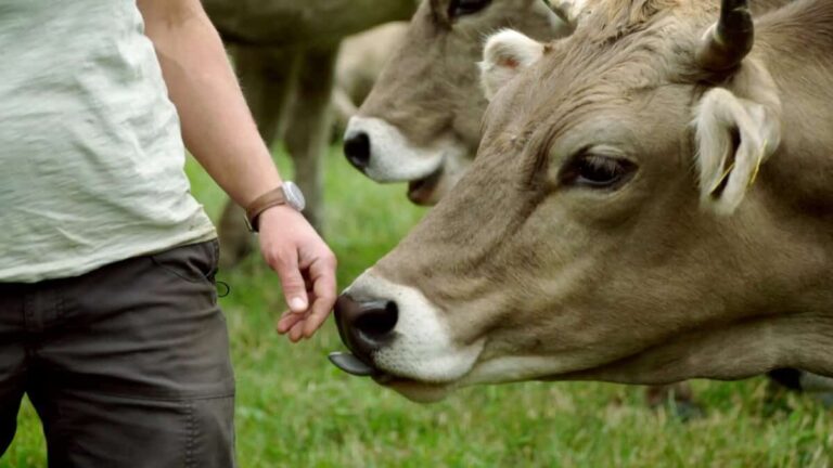 Eine Kuh, die an der Hand eines Menschen schnuppert