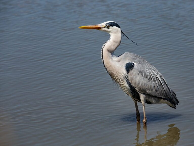 Ein Reiher, der im See steht