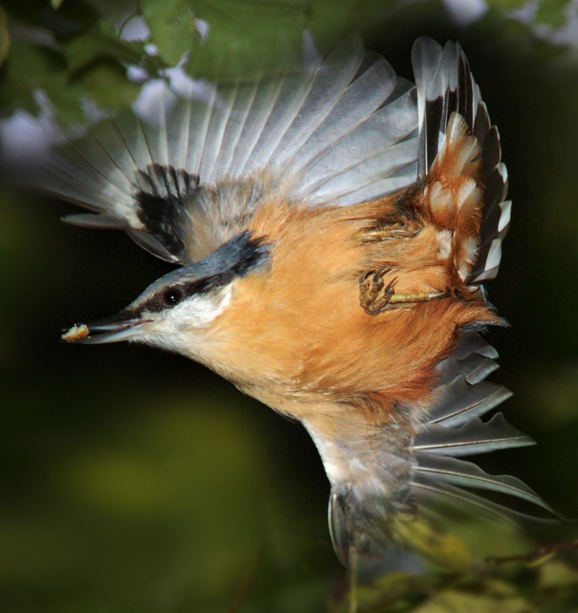 Welcher Vogel singt denn da?