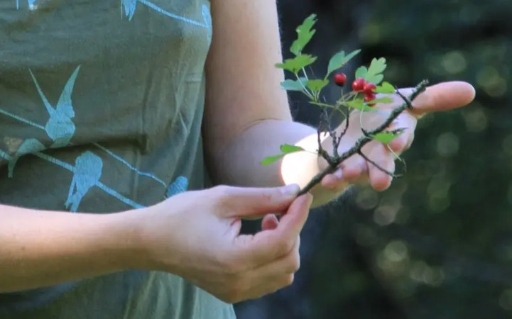 Lebensdienlich – Einführung in Prinzipien und Werkzeuge regenerativen Handelns