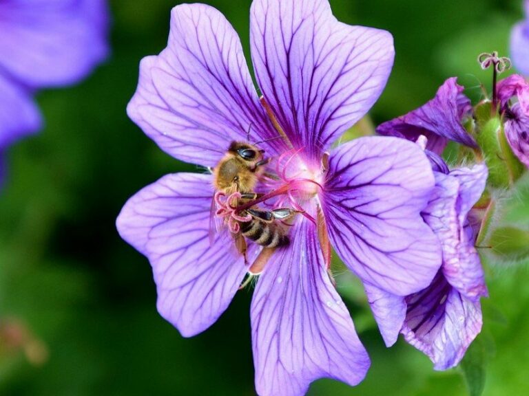 Eine lila Blume, in der eine Biene oder Hummel sitzt.